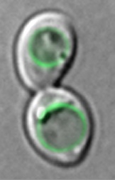 yeast_pqlc2_small