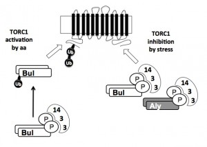 Fig1-11