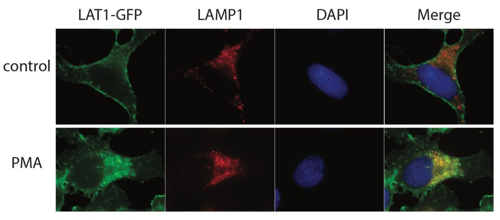 LAT1 endocytosis